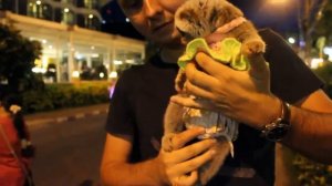 Милейшее создание Лемур Лори