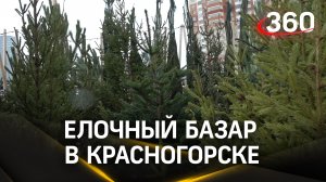 Приближается новый год и какой же праздник без его главной красавицы – елки