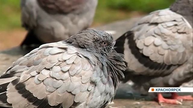 Полчища голубей атаковали дворы в Советском районе Красноярска смотреть онлайн