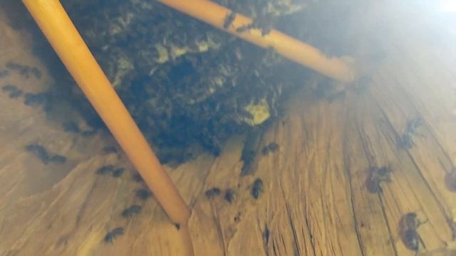 Рой 2021 спустя 10 дней жизни в колоде|ловля роев|колода для пчел смотреть онлайн