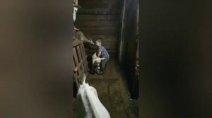 Улыбает)) Ребенок и козы)) Смело воспитывает коз маленький пастух))