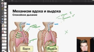Мышцы вдоха и выдоха | Биология ЕГЭ