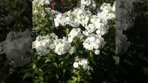 Флокс Давид (Phlox David)