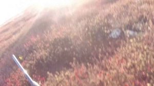 охота на ЯМАЛЕ на гуся и утку 2021 | охота | туризм | ямал