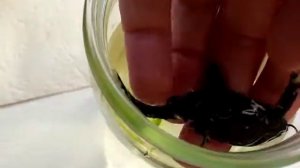 Agamyxis sound / агамикс звук