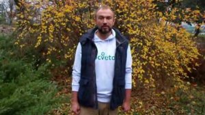 Правда об использовании листьев ореха для компоста и укрытия грядок.