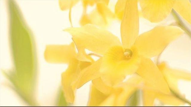 A. Vivaldi: Op. 3 n. 5 - Concerto for 2 violins, strings & b.c. in A major (RV 519) смотреть онлайн