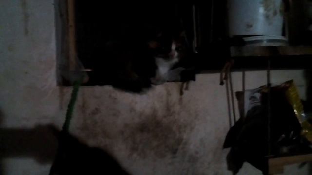 ПРИБАВЛЕНИЕ в семействе. ДЕРЖИТЕСЬ мыши! смотреть онлайн