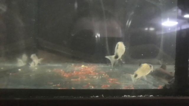 Разведение коридорасов панда смотреть онлайн