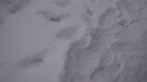 Цепи на колеса мотоблока.
