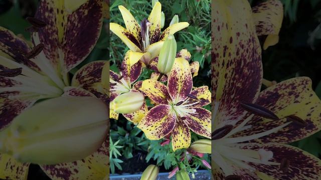 1000012422.mp4