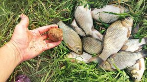 Какую прикормку и наживку любит осенний карась?
