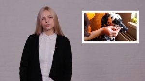 Видеоурок Ответственное отношение к животным (возрастная группа 15-18 лет)