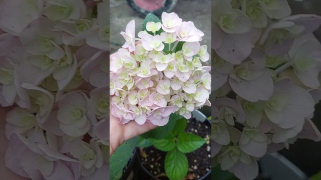 20.06.2023 Что цветет и зацветает у меня❤️🥰#какая_красота#развожу_гортензии#любимоедело