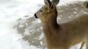 Ручная косуля