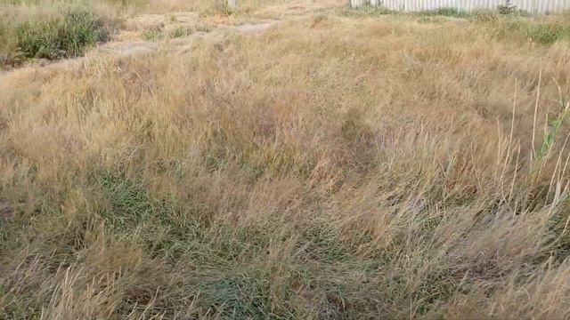 Лебеда раздражитель аллергика. смотреть онлайн