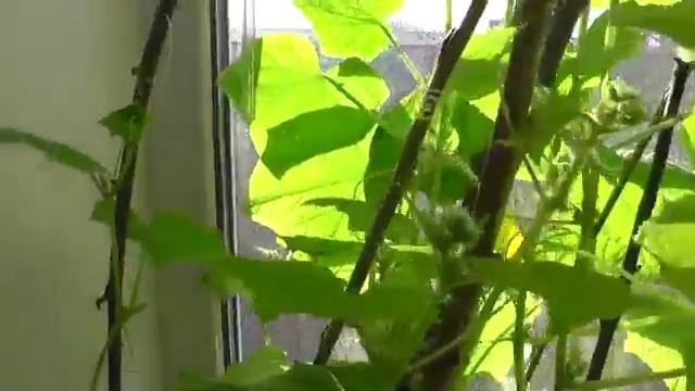 Естественное опыление огурцов шмелем. смотреть онлайн