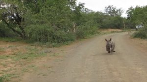 Подборка нападений животных на автомобили. Животные против машин