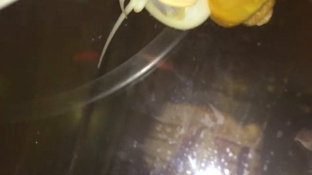 Как передвигаются улитки