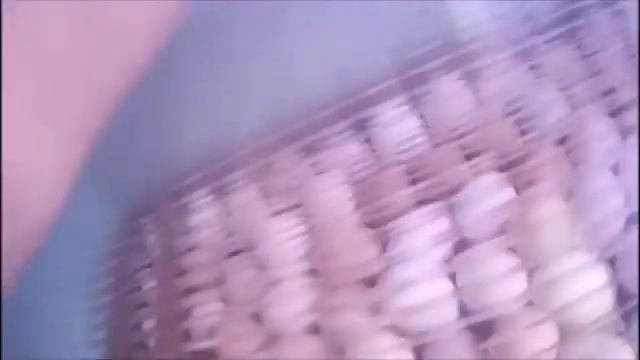 ВЫЛУПЛЕНИЕ ЦЫПЛЁНКА ИЗ ЯЙЦА. С ДНЁМ РОЖДЕНИЯ, ЦЫПЛЁНОК! смотреть онлайн