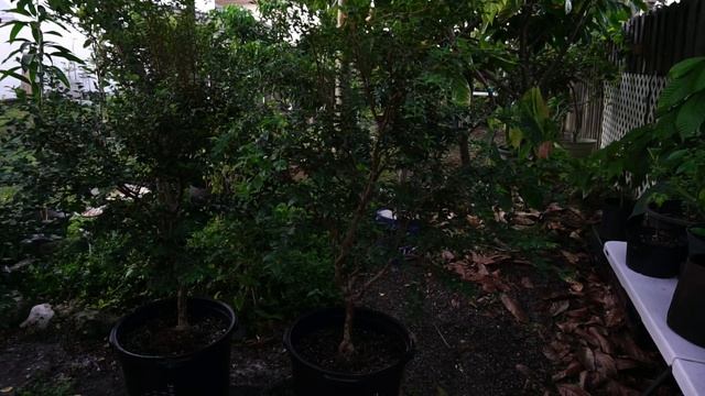 Red Jaboticaba - Jabuticaba - Growing tips Sabara and others смотреть онлайн