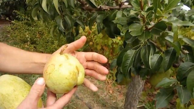 @Вот это груша! Большая желтая груша, вкусная груша смотреть онлайн