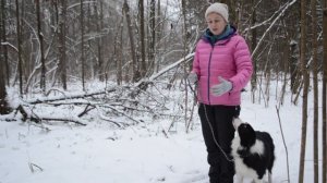 Как научить собаку не тянуть поводок / Дрессировка собак