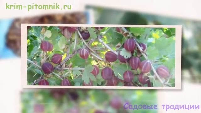 Заказать саженцы черешни