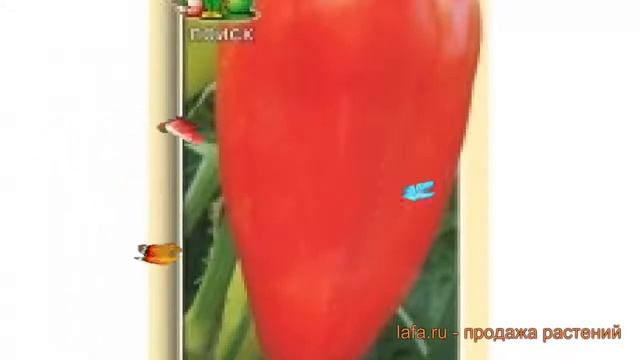 Перец сладкий Белозерка (belozerka belozerka) ? Белозерка обзор: как сажать, семена перца Белозерка