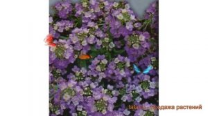 Алиссум обыкновенная Фиолетовая королева ? обзор: как сажать, семена алиссума Фиолетовая королева