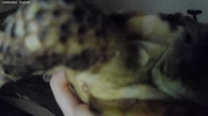 Тишка шипит