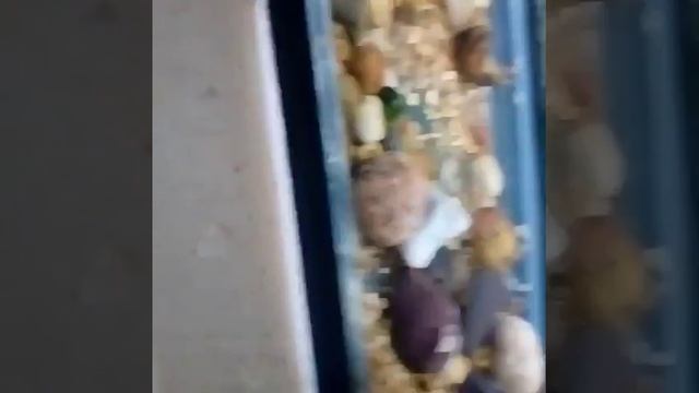 Мой Агамикс смотреть онлайн