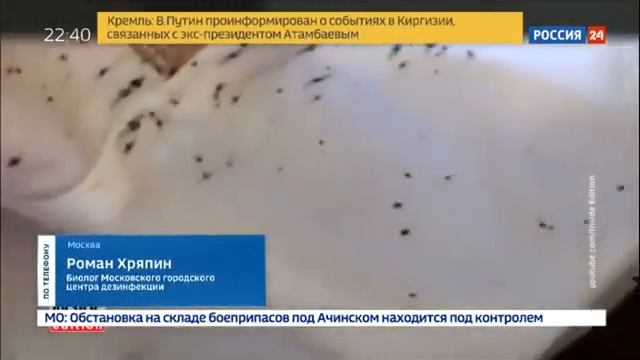 В России завелись тропические клопы смотреть онлайн