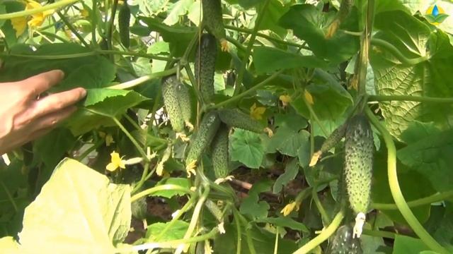 ОГУРЕЦ ХЕЛЕН F1 - ОЧЕНЬ РАННИЙ, УРОЖАЙНЫЙ, ПРИБЫЛЬНЫЙ ГИБРИД смотреть онлайн