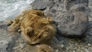 Долина Смерти - Камчатка