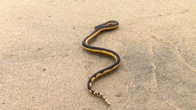 7 Самых ядовитых змей нашей планеты смотреть онлайн