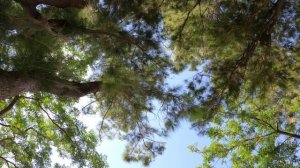 музыка релакс пение соловья слушать,звуки природы медитация.mp4