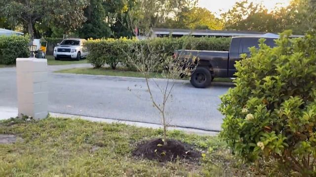 Coelogyne Pandurata Orchid in Spike | Plant Updates | and Some Chicken Time in the Garden смотреть онлайн