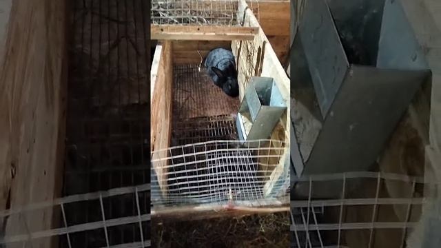 Взгляд со стороны на кролиководство Серого кролика