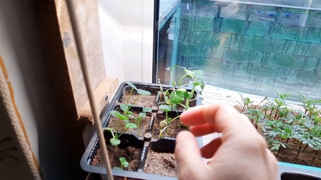 Готовлю вкусный салат // Заказ с WALBERIES //Домашний вечер @anlife0988 смотреть онлайн