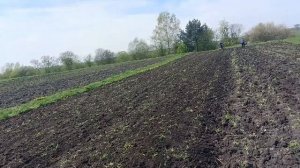 учусь культивировать почву тяжёлым мотоблоком зубр 8 лошадиных сил