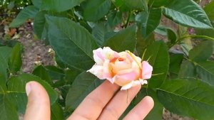 Роза Rose des Cistercians ( Роз дэ Систэрсьан) Шраб