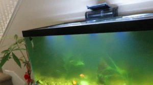 Tetra Algae Control Demonstration