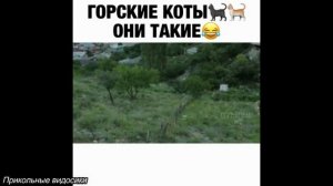 Подборка прикольных видео Прикольные видосики#16.mp4