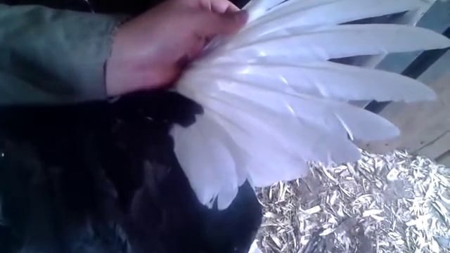 Обрезка крыльев у мускусных уток и небольшой обзор молодняка. смотреть онлайн