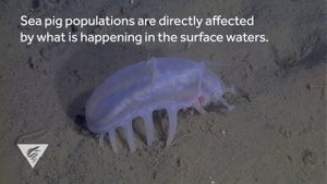 Weird and Wonderful: Sea pigs
