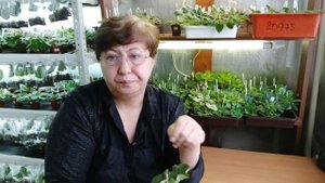 Загущение центра у фиалок.Причины и что делать.