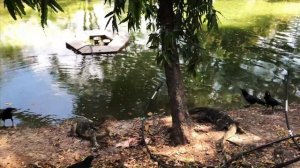 Парк Люмпини Бангкок | Шоппинг в Таиланде | Отпуск в Бангкоке