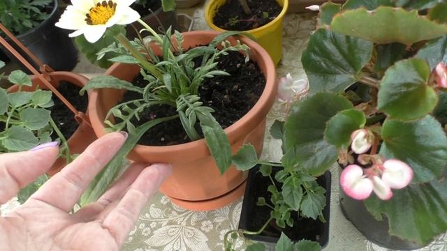 Методы определения влажности грунта в цветочном горшке смотреть онлайн