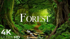 Лес - Расслабляющая музыка и красивые виды Full HD